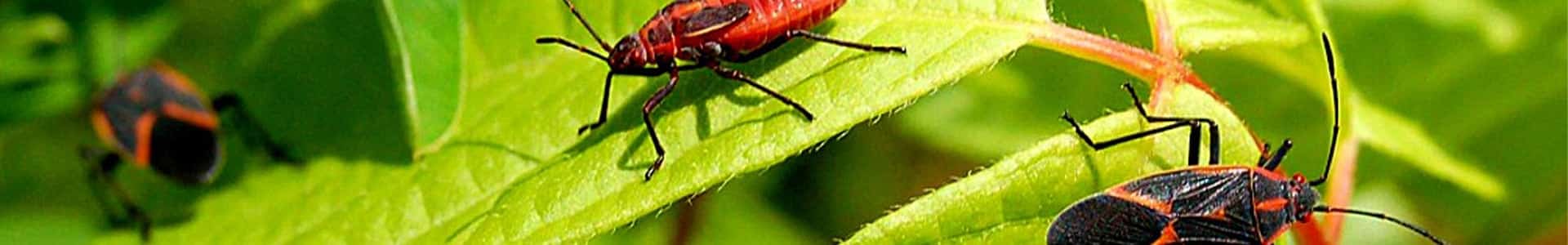 Pest Extermination in Seattle, WA Areas - Cascade Pest Control