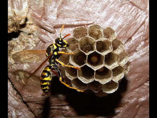 Yellow Jacket Wasps, Waco Pest Control & Termite Control