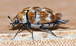 Controlling Carpet Beetles