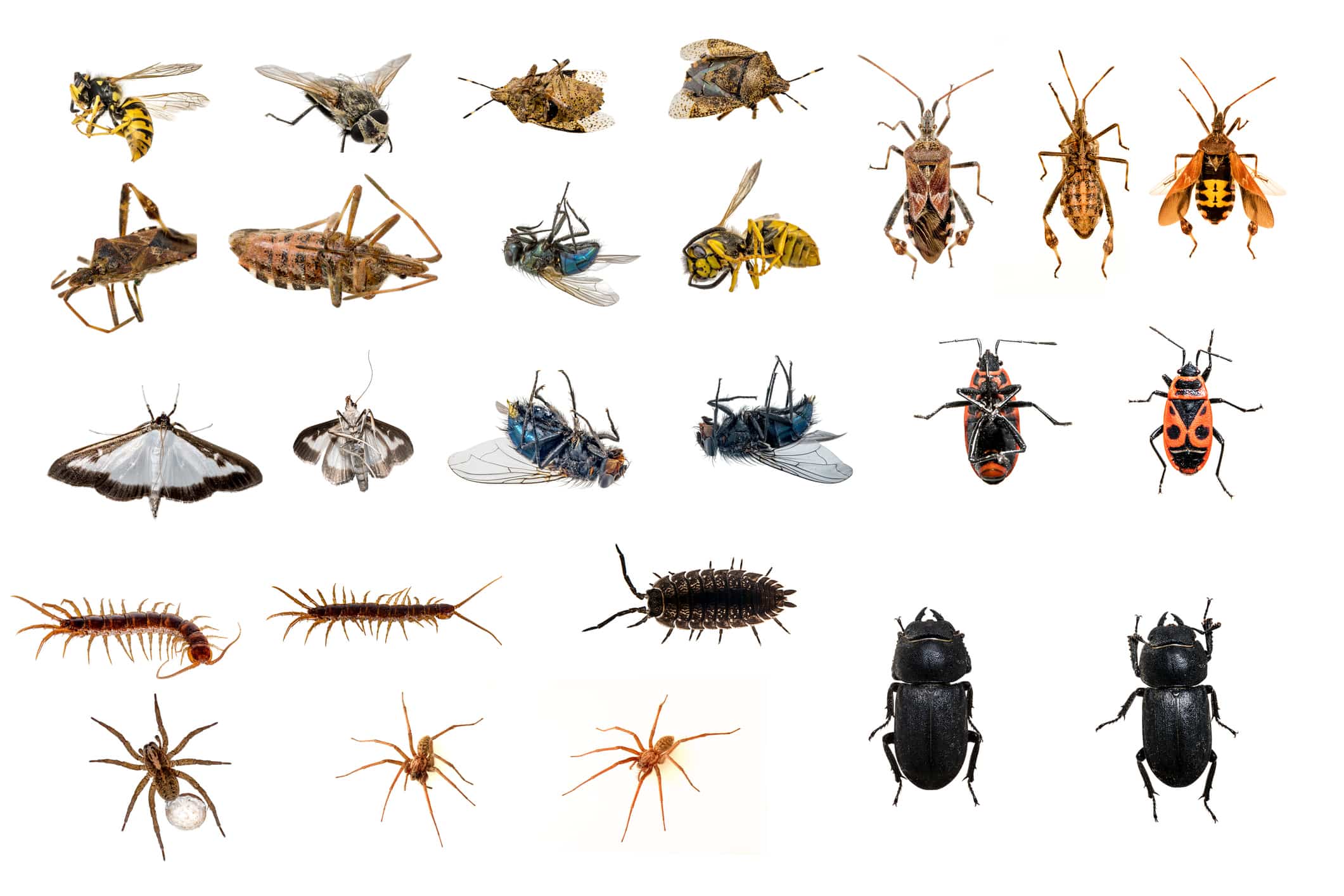 Common Fall Pests In Seattle Region Cascade Pest Control