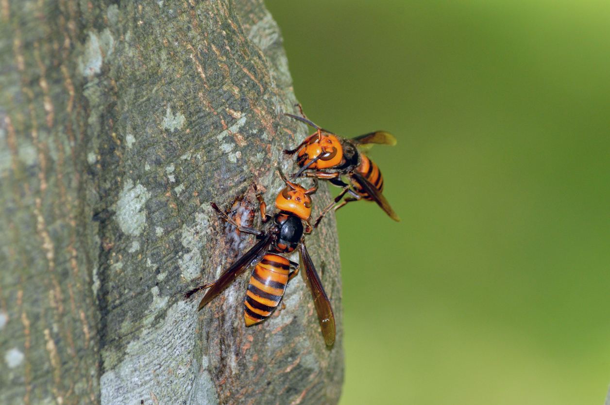 Asian Giant Hornets Invading Washington State   Asian Giant Hornet 2 