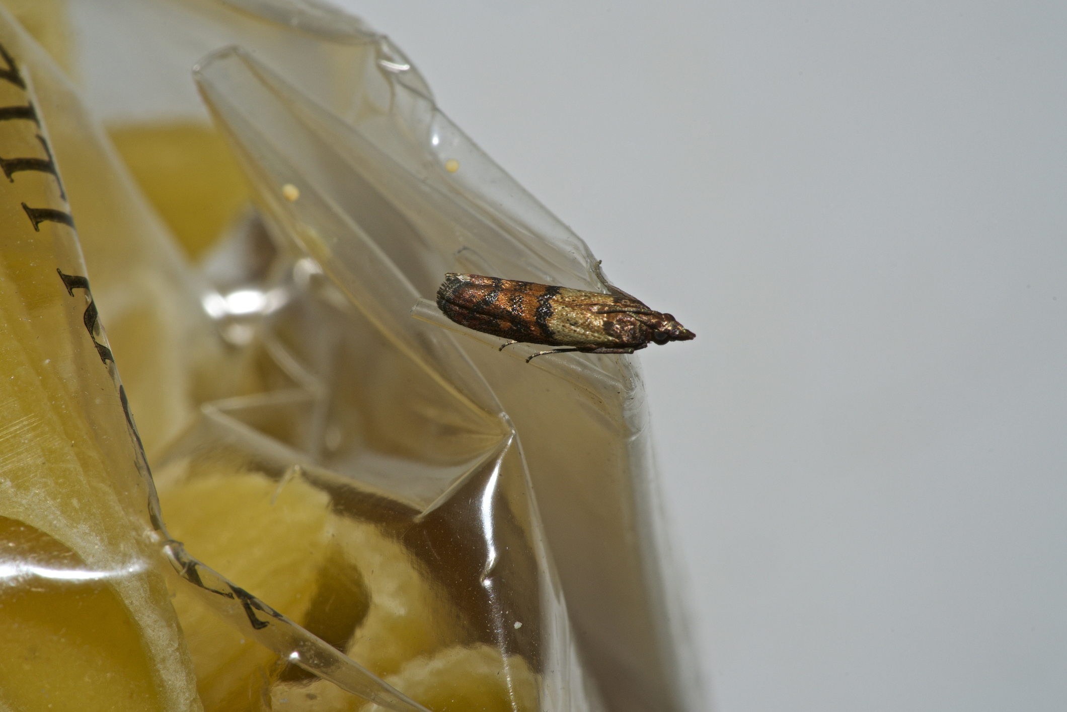 Hartford's Complete Guide To Pantry Moth Control