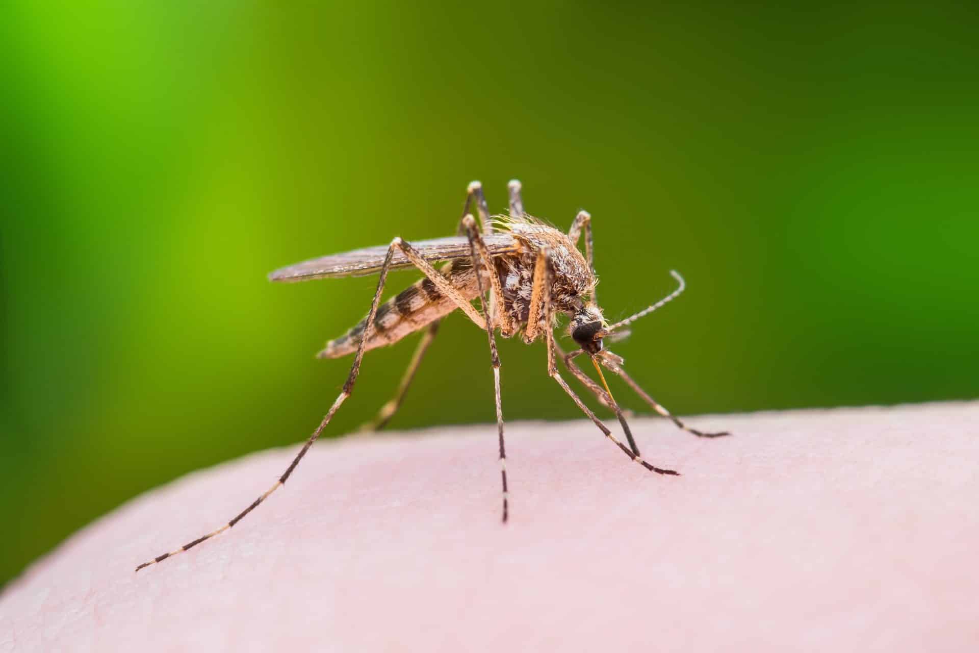 Mosquito Control & How To Get Rid of Mosquitoes