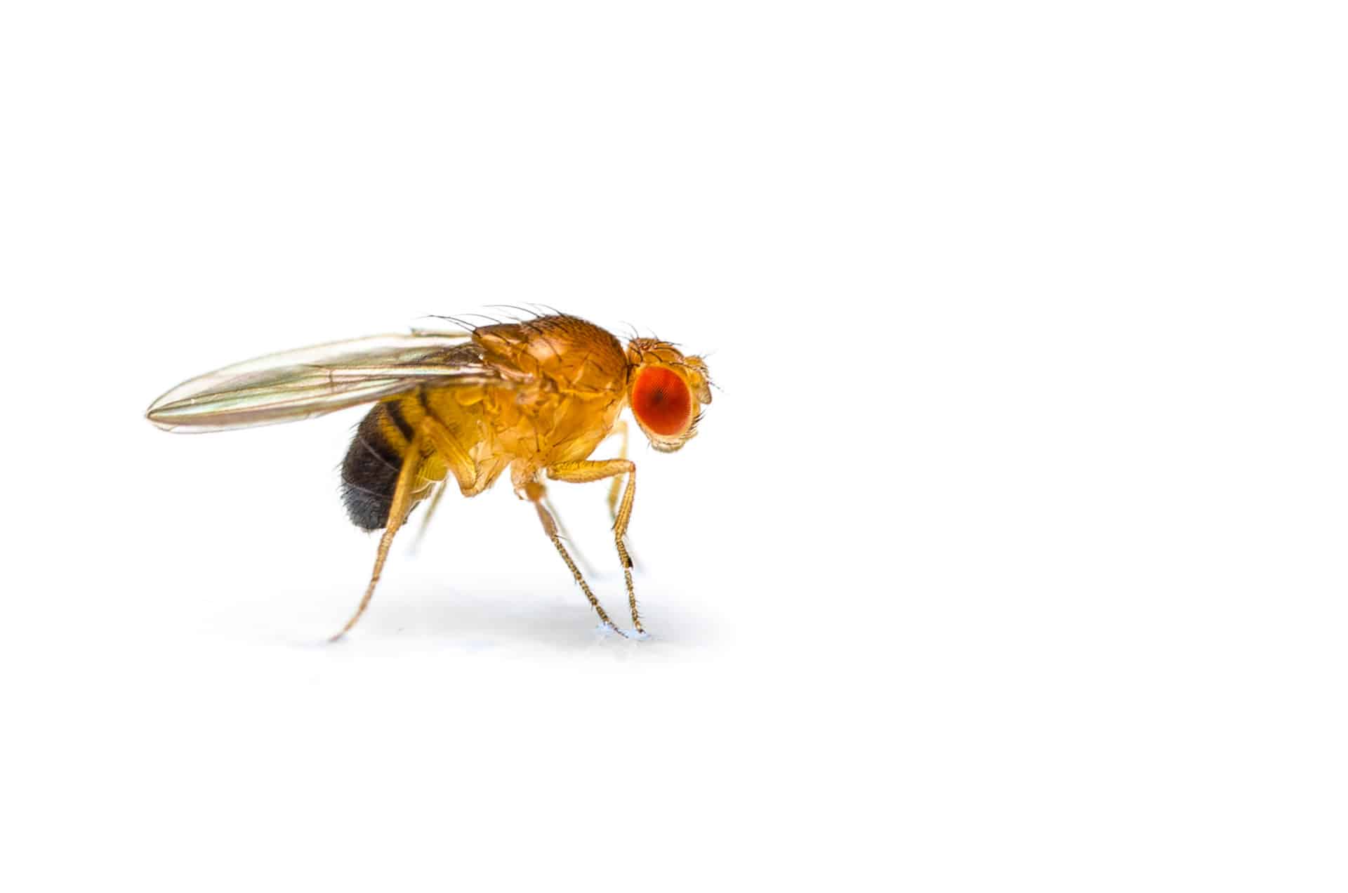 How to Get Rid of Fruit Flies