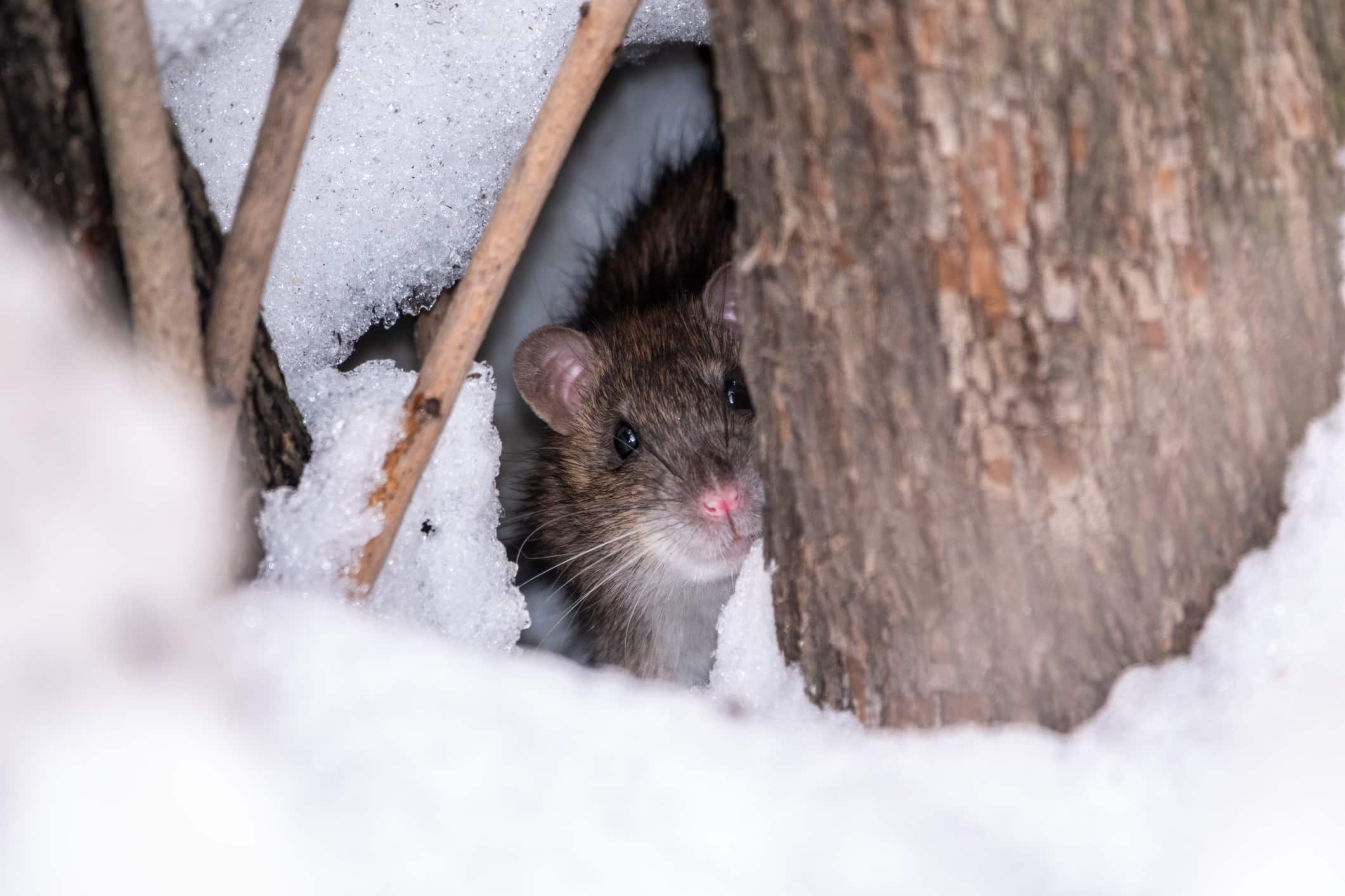 How Do Rats Live Through the Winter? - Plunkett's Pest Control