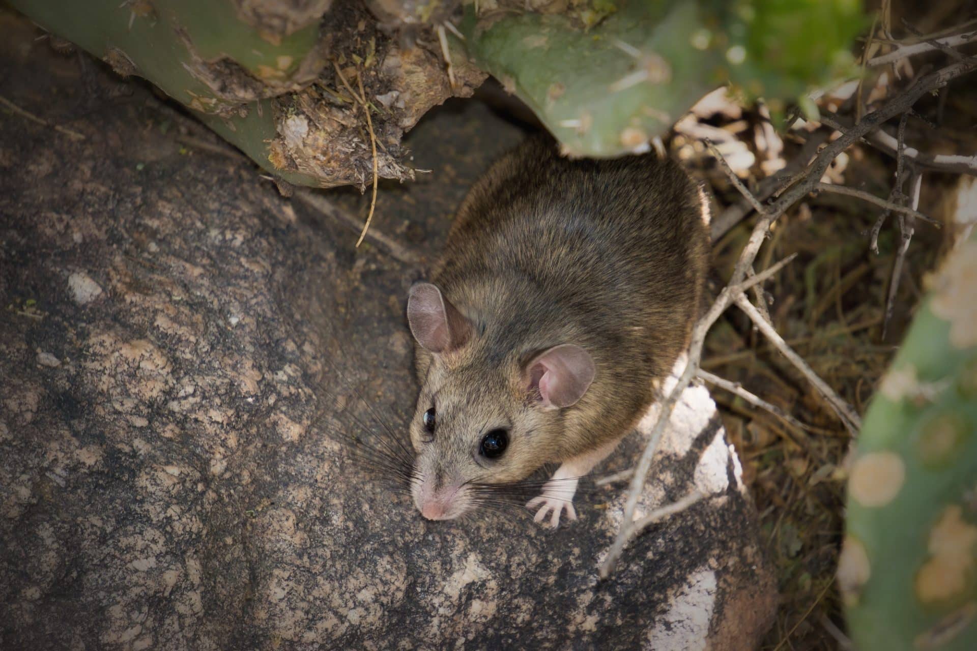 Rat Superhighways: Navigating Cities & Spreading Disease