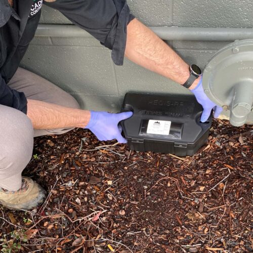 Cascade Pest Control technician setting rodent trap