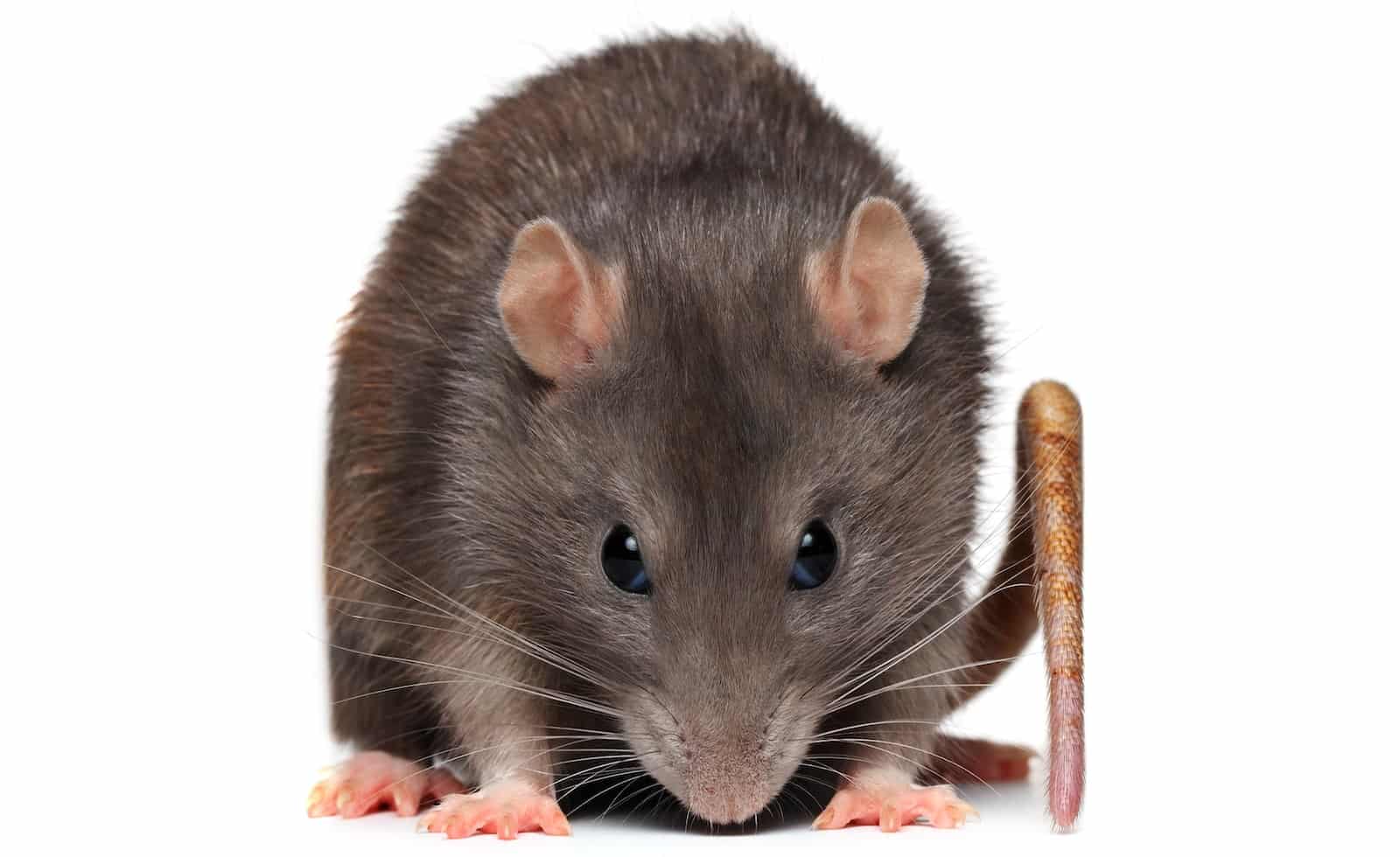  What Are Rats Afraid Of Cascade Pest Control