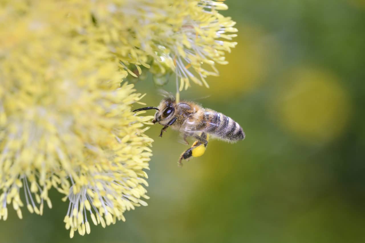 Impact Of Climate Change & Pests - Cascade Pest Control