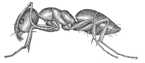 Odorous House Ants - What You Need to Know