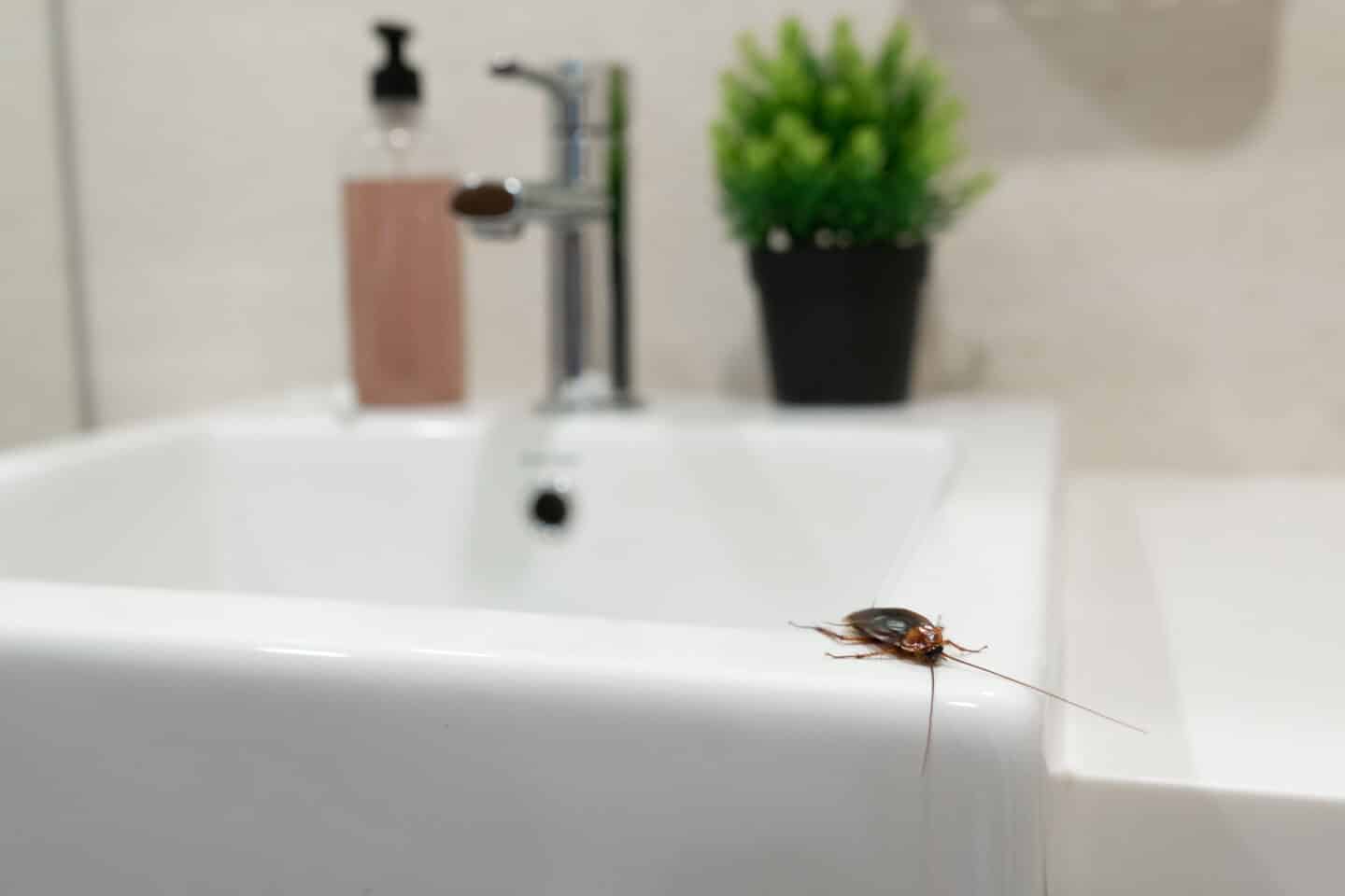 cockroach in the bathroom