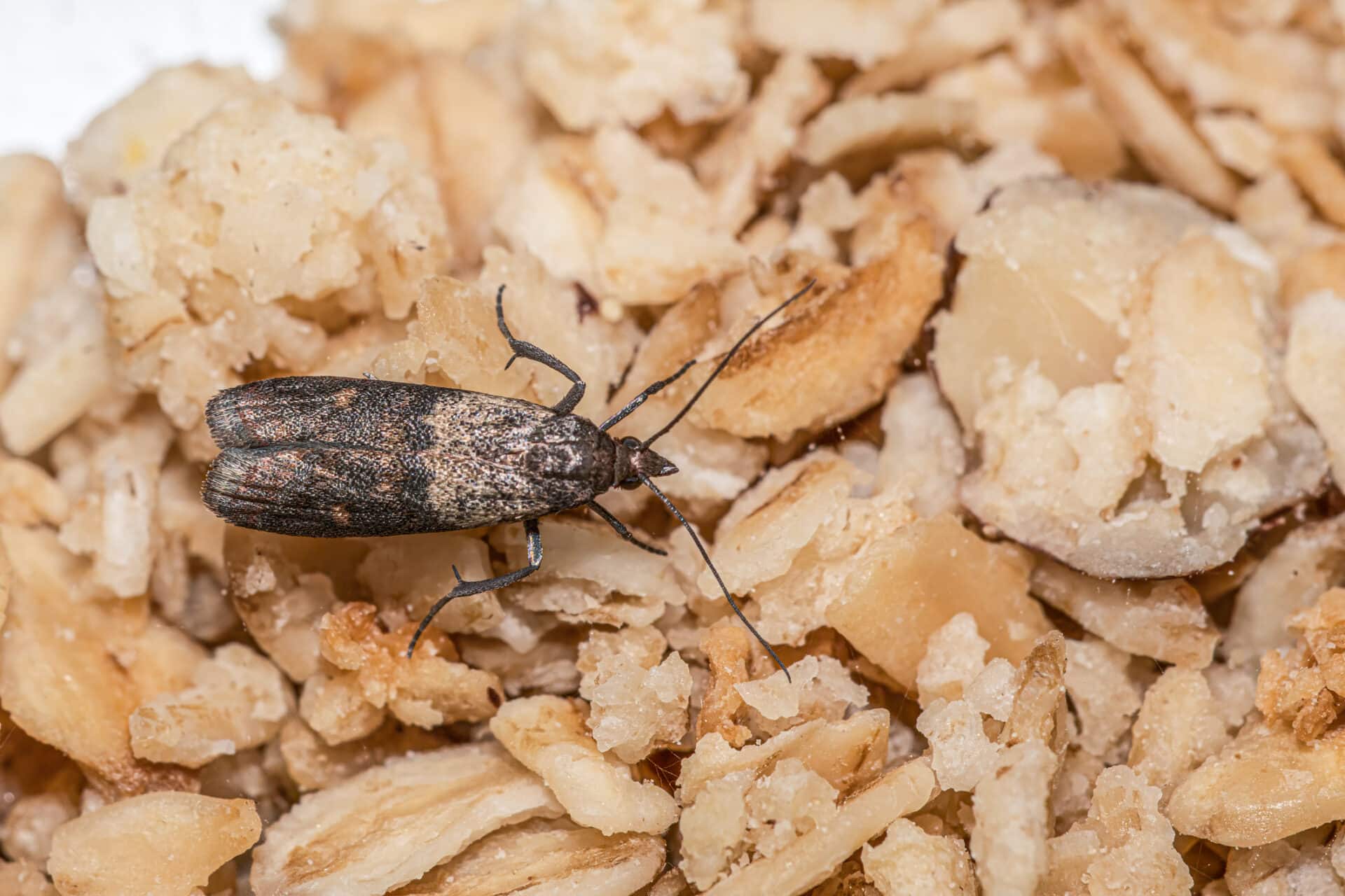 Do You Have a Winter Pantry Moth Infestation?