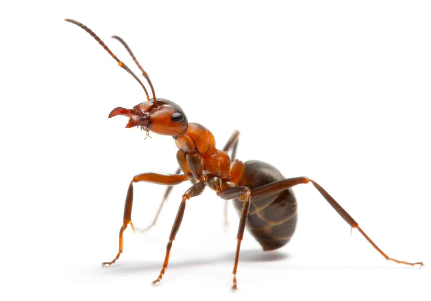 ant image