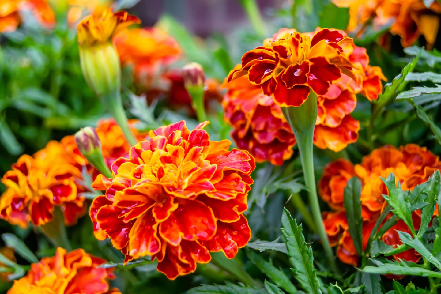 marigolds for ant control