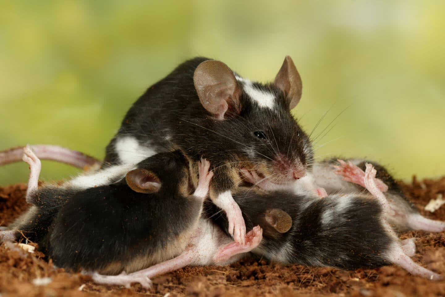 mouse reproduction