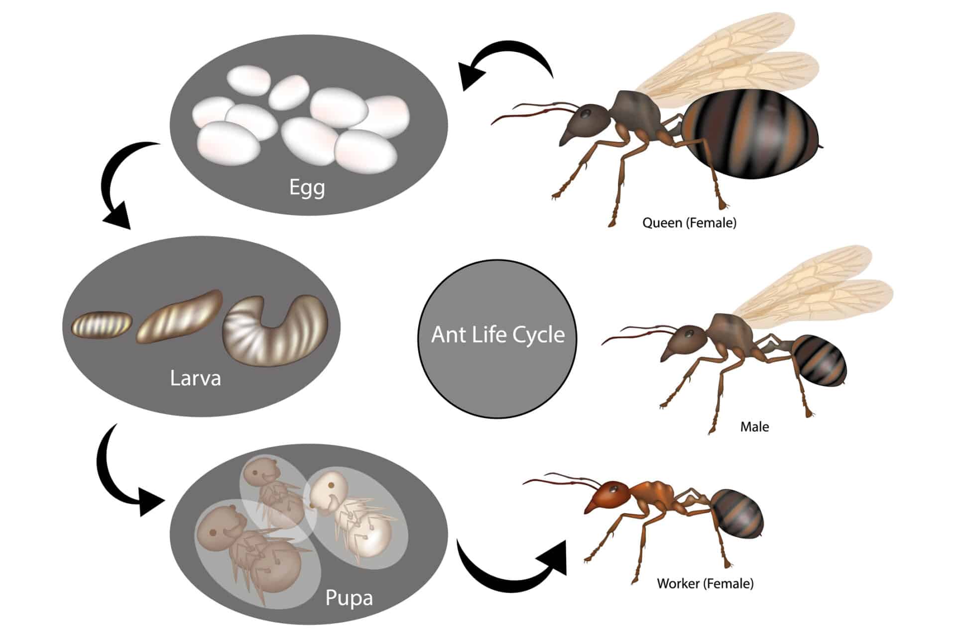 What is the Life Cycle of Ants?