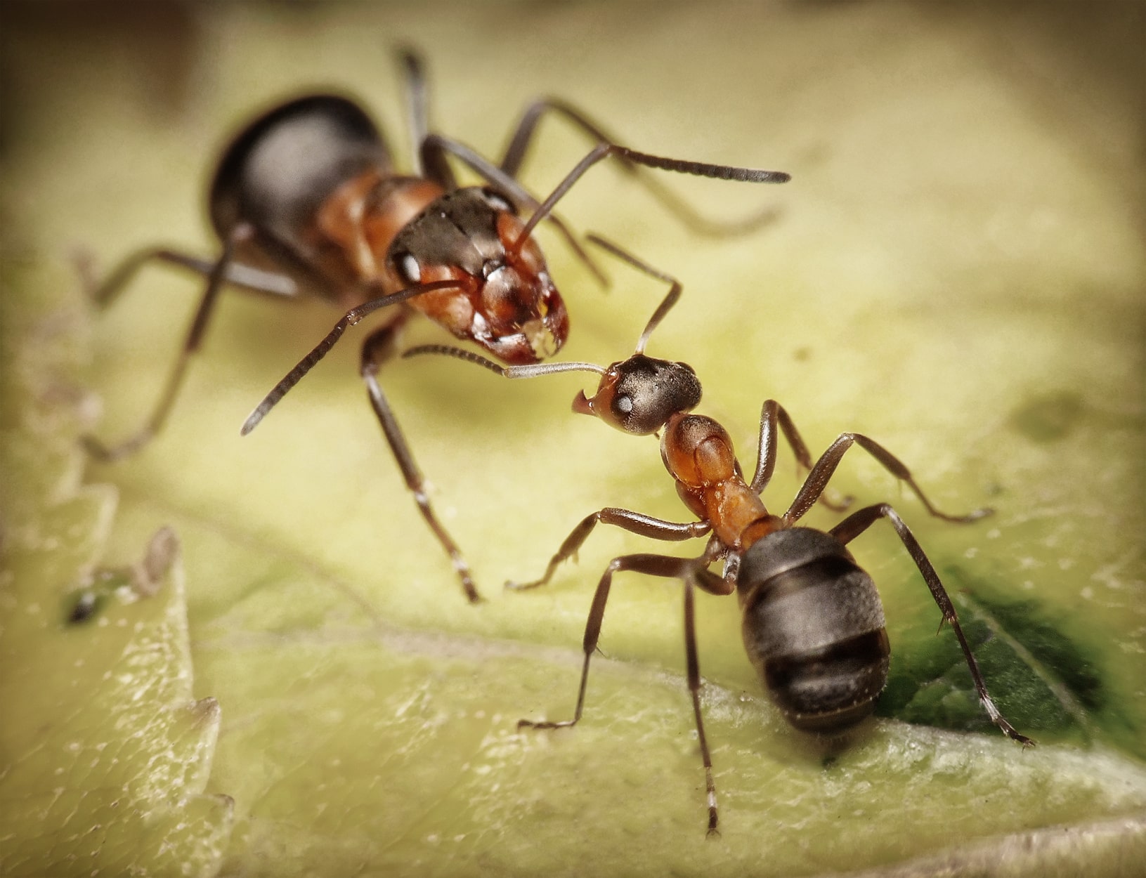 The Hierarchy of the Ant Colony: Queens vs Workers