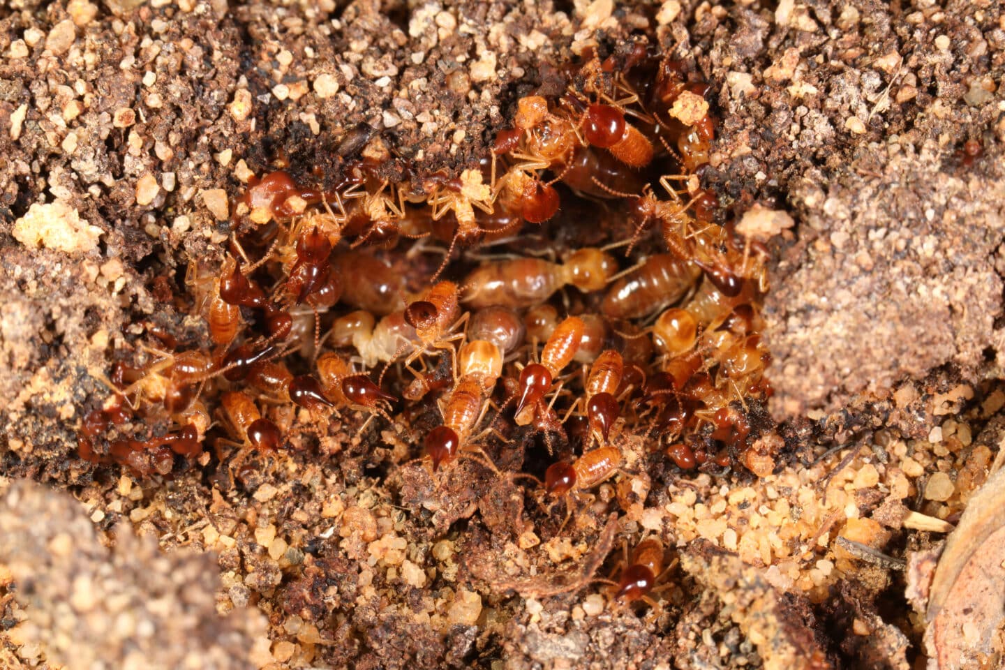 subterranean termite colony