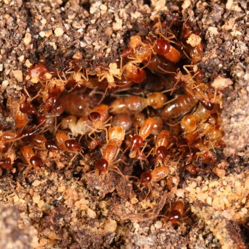 subterranean termite colony