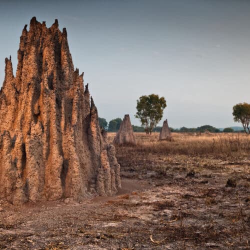 termite mounds