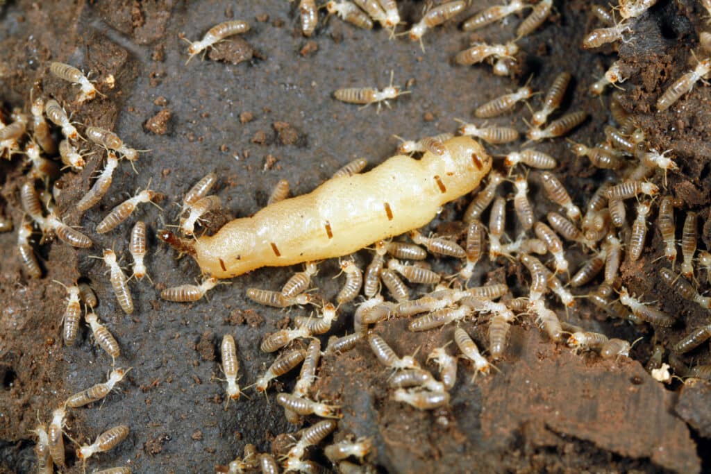 termite queen