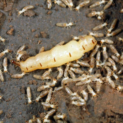 Queen termite surrounded by workers