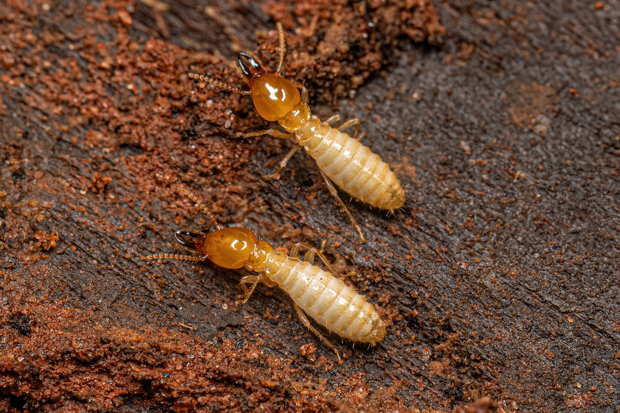 small termites