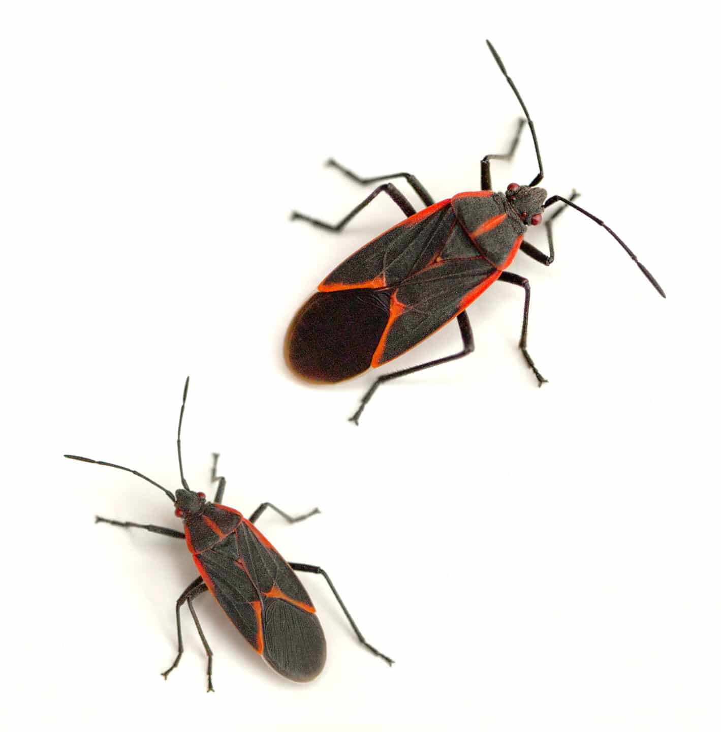 boxelder bugs