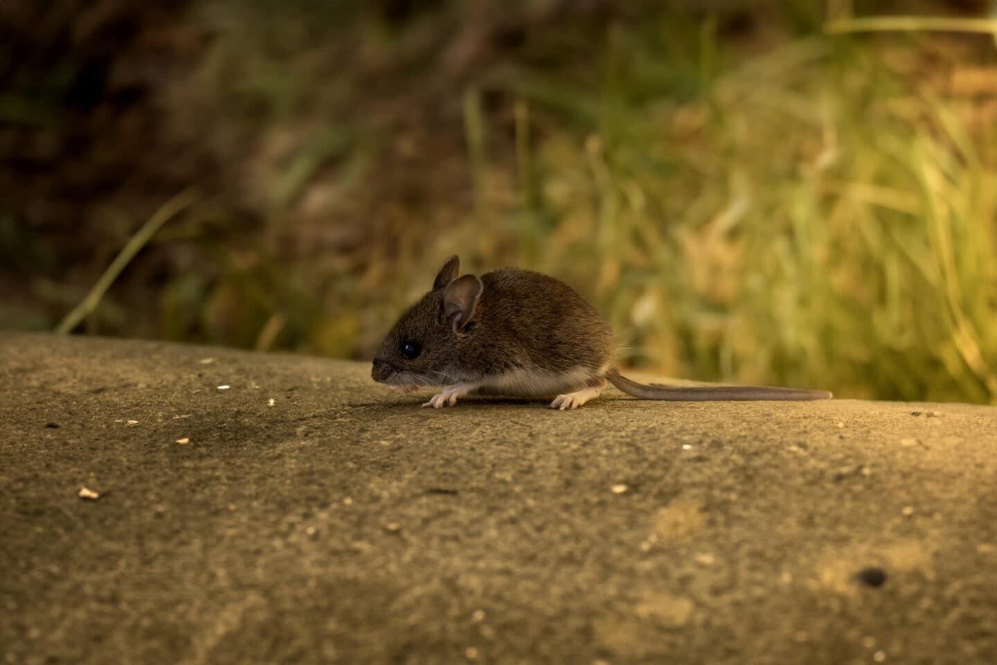 deer mouse (Peromyscus maniculatus)