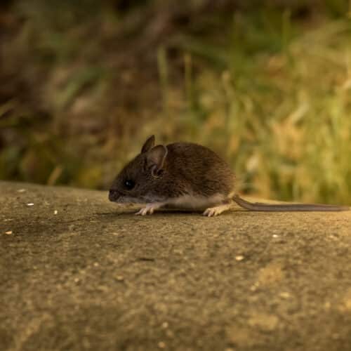 deer mouse (Peromyscus maniculatus)