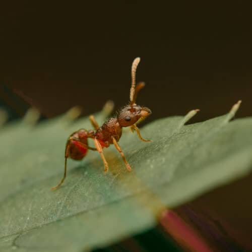 European Fire Ant Myrmica Rubra