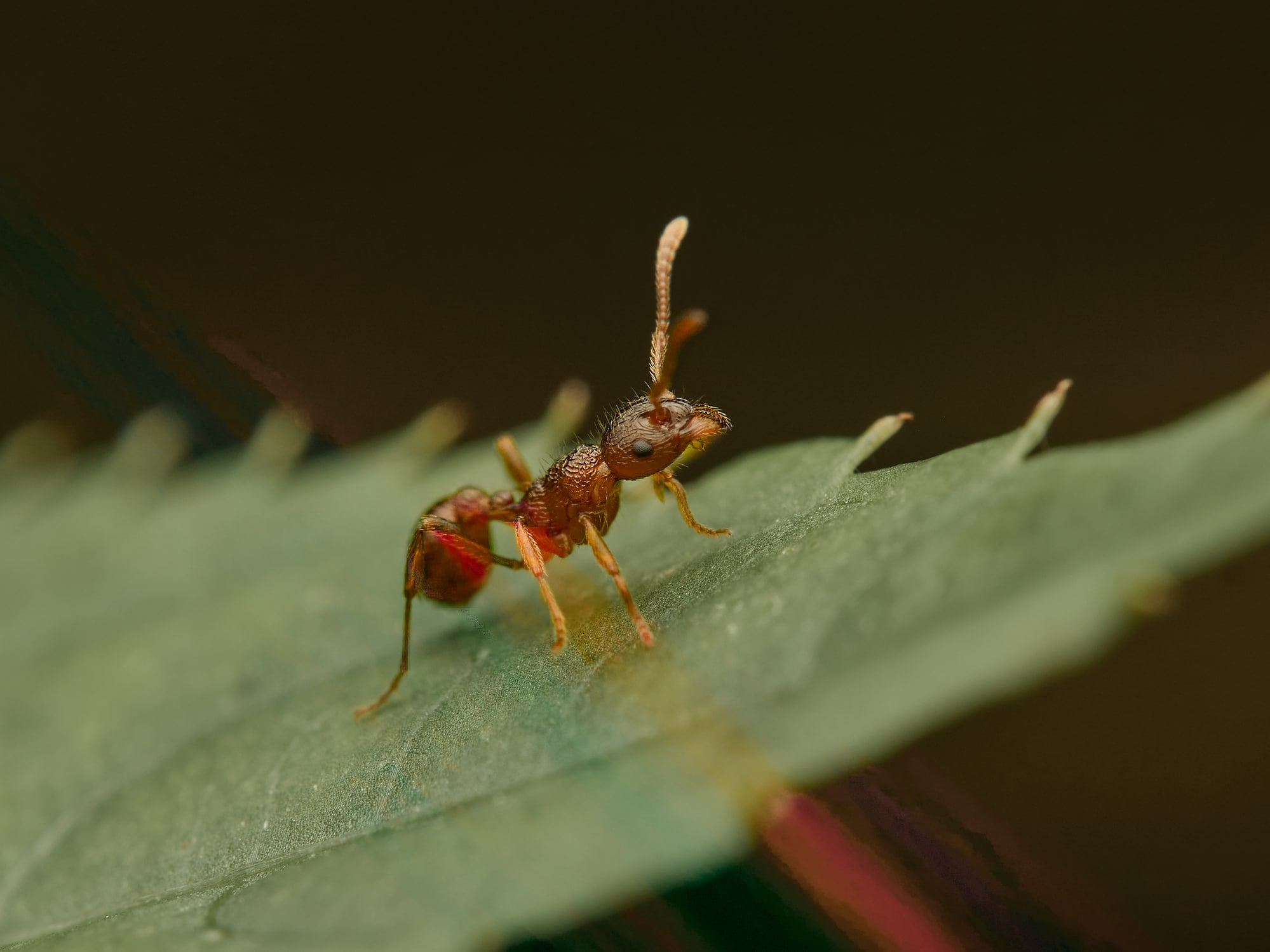 European Fire Ant Myrmica Rubra