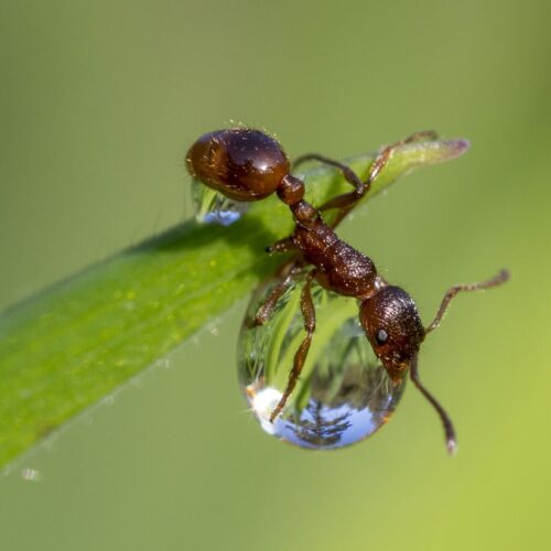 European Fire Ant in Pacific Northwest