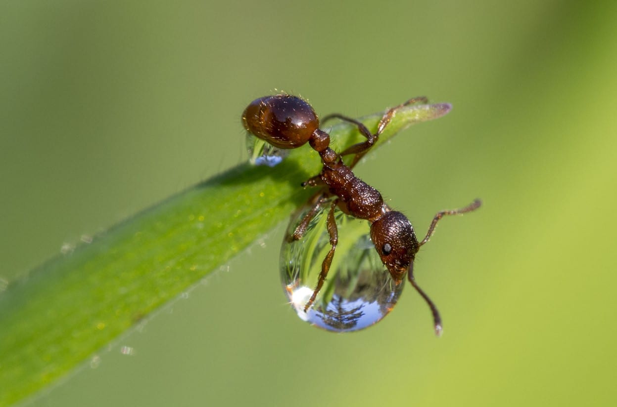 European Fire Ant in Pacific Northwest