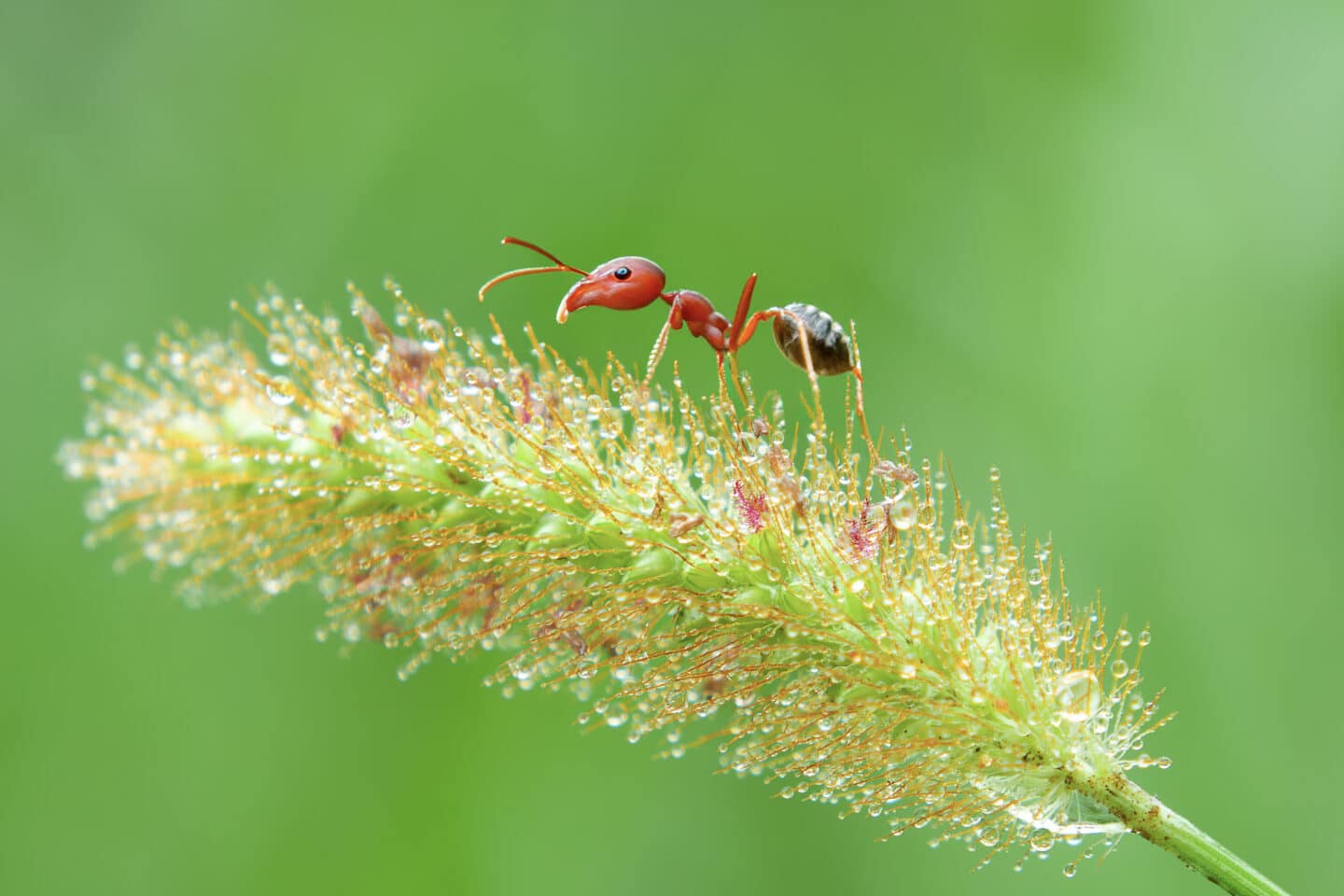 European Fire Ants Myrmica rubra