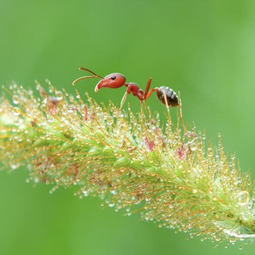 European Fire Ants Myrmica rubra