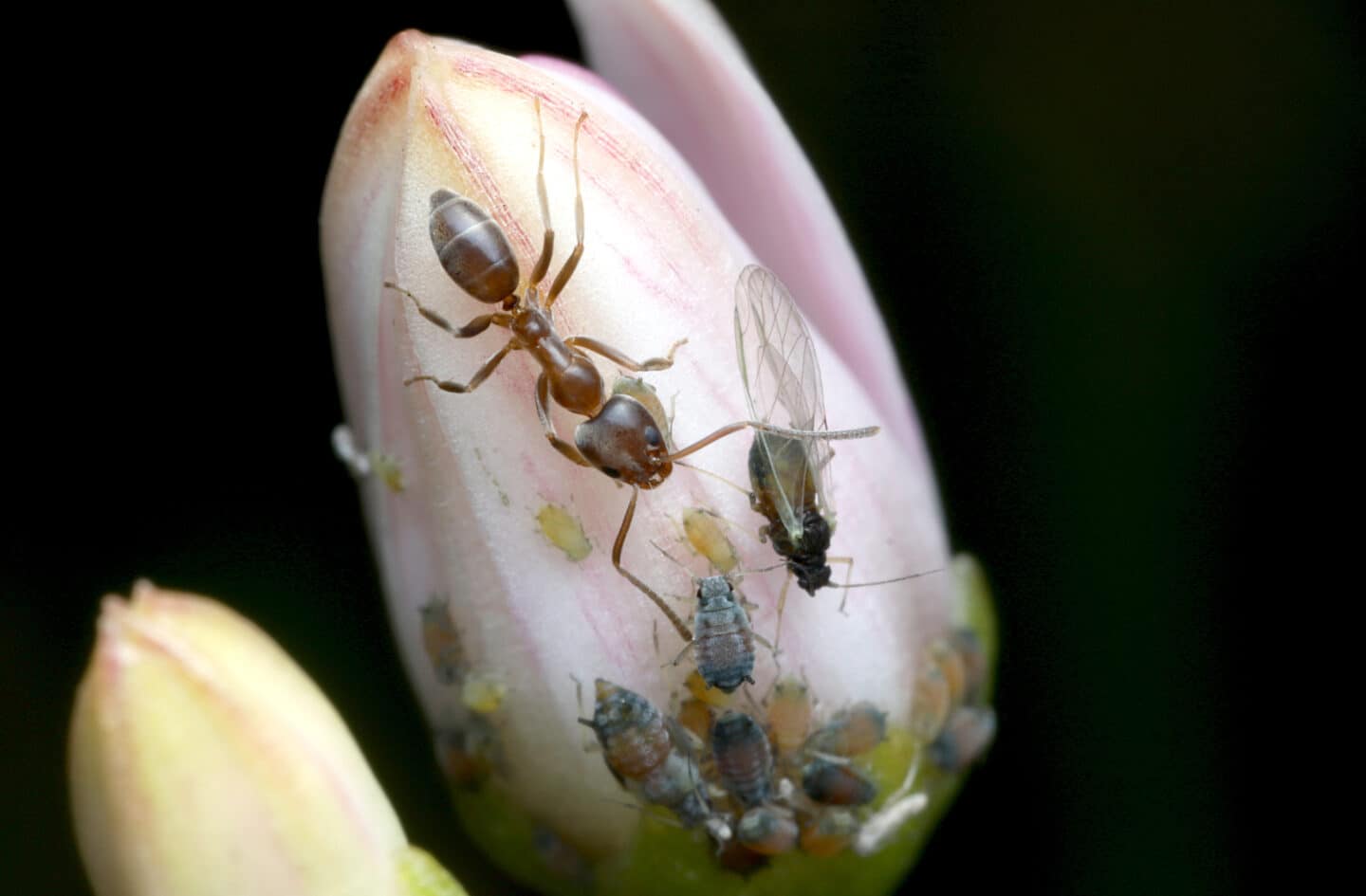 Argentine ant - Cascade Pest Control