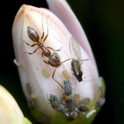 Argentine ant - Cascade Pest Control