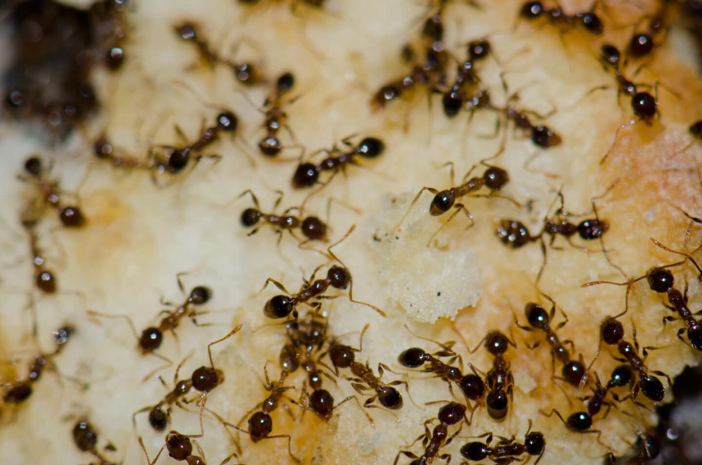 Argentine ants (Linepithema humile) - Cascade Pest Control