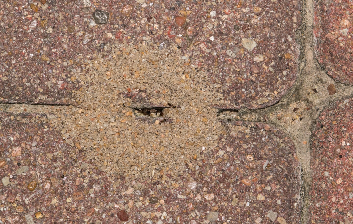 Pavement ants nest mound - Cascade Pest Control