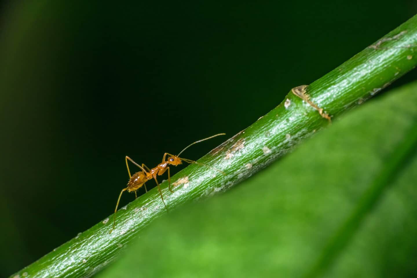 Isolated pharaoh ant