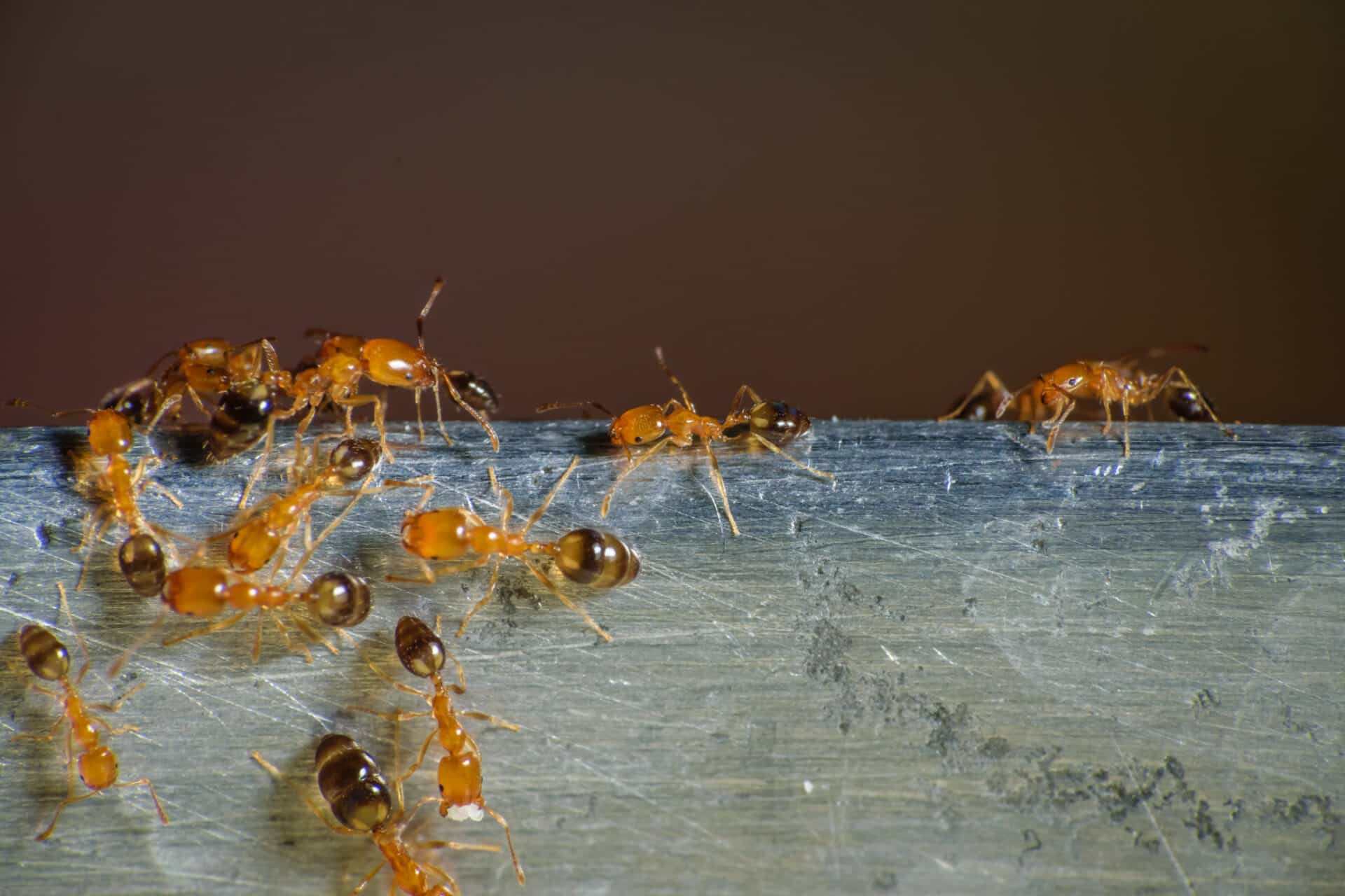 Pharaoh Ants: What to Know