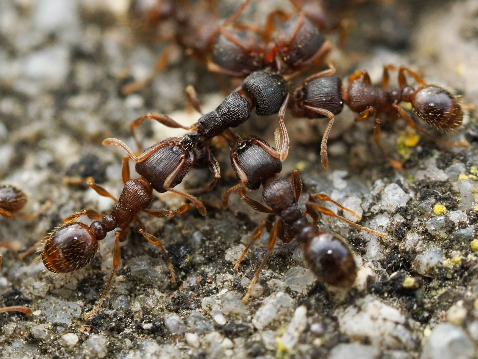 Pavement Ants: What to Know