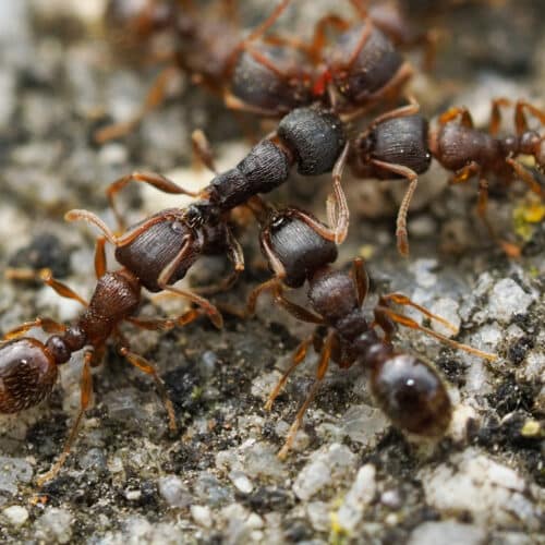 Tetramorium immigrans - pavement ant - Cascade Pest Control